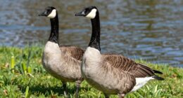 springtime territorial behavior