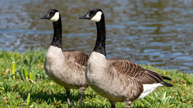 What Makes Geese So Territorial in Spring - A Place for Animals