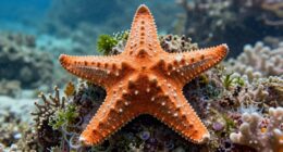 starfish lack brains