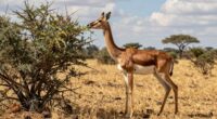 tall selective browsing antelope