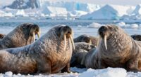 thick blubber insulates bodies