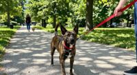 variable pulling during walks