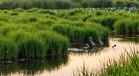 vital ecosystems for biodiversity