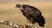 vultures resist carrion toxins