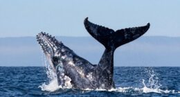 whale communication through slaps