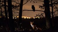 wildlife affected by artificial lighting