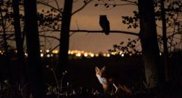 wildlife affected by artificial lighting