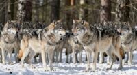 wolves choose leaders collectively