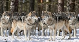 wolves choose leaders collectively
