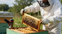 11 Best Best Bee Hive Starter Kit For Beginners In 2026