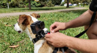 12 Best Action Camera For Dog Adventures In 2026