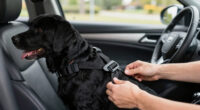 12 Best Crash-Tested Dog Car Harnesses in 2026 — Safe Travel for Your Pet