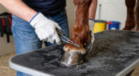 13 Best Best Miniature Horse Hoof Care Kit in 2026