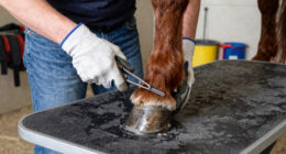 13 Best Best Miniature Horse Hoof Care Kit in 2026