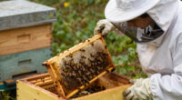 14 Best Observation Beehive With Frames in 2026
