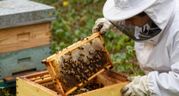 14 Best Observation Beehive With Frames in 2026
