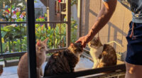15 Best Patio Screen Enclosure For Cats In 2026