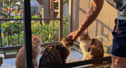 15 Best Patio Screen Enclosure For Cats In 2026