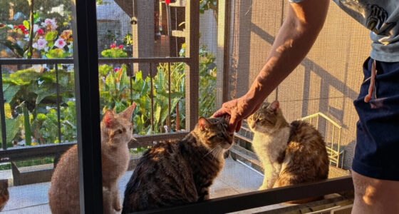 15 Best Patio Screen Enclosure For Cats In 2026