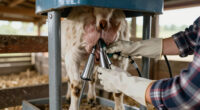 7 Best Best Goat Milking Machine Portable in 2026