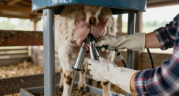 7 Best Best Goat Milking Machine Portable in 2026