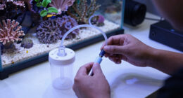 8 Best Protein Skimmer for Reef Tanks in 2026