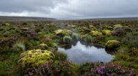 carbon storage and biodiversity