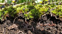 soil health supports wildlife