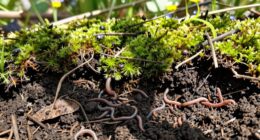soil health supports wildlife