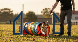 15 Best Outdoor Dog Agility Equipment in 2026