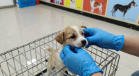 Colorado’s Major Win in the Fight Against Puppy Mills