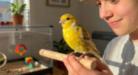 The pet I’ll never forget: Crispin, the big-headed canary