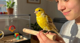 The pet I’ll never forget: Crispin, the big-headed canary