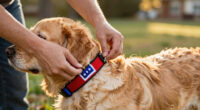 11 Best Patriotic Dog Collars for Fourth of July Style in 2026