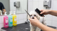 8 Best Dog Grooming Tools for Easier At-Home Grooming in 2026