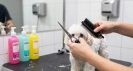 8 Best Dog Grooming Tools for Easier At-Home Grooming in 2026