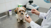 10 Best Pet Medications for Common Dog and Cat Health Needs in 2026
