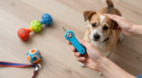 15 Best Pet Training Clickers for Clear Reward Timing in 2026