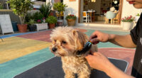 Brooklyn Business Gives Pets The Star Treatment