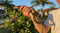 Burmese Python Florida Spread