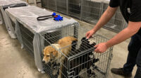 Dogs Seized from USDA-Licensed Breeder in Iowa