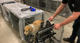 Dogs Seized from USDA-Licensed Breeder in Iowa