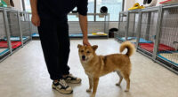 Orange County Animal Services Seeks Adopters As Shelter Population Tops 350 Pets