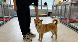 Orange County Animal Services Seeks Adopters As Shelter Population Tops 350 Pets