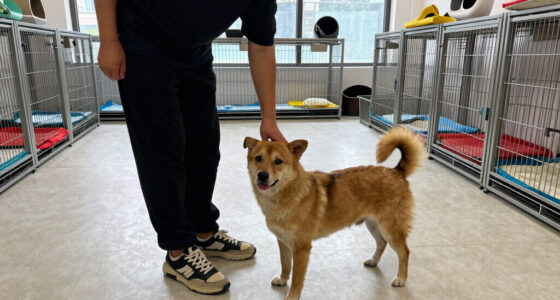 Orange County Animal Services Seeks Adopters As Shelter Population Tops 350 Pets