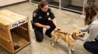Roanoke Police Ask Owners To Pick Up Dogs From City Dogs Amid Active Investigation