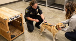Roanoke Police Ask Owners To Pick Up Dogs From City Dogs Amid Active Investigation