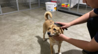 The Community Effort Behind No-Kill Animal Shelters In The Coachella Valley
