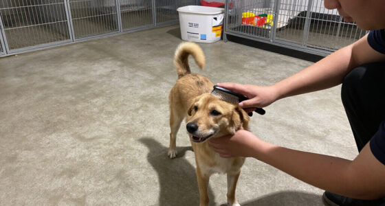 The Community Effort Behind No-Kill Animal Shelters In The Coachella Valley