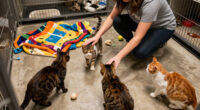 These Feline Friends At Orange County Animal Care Need Homes